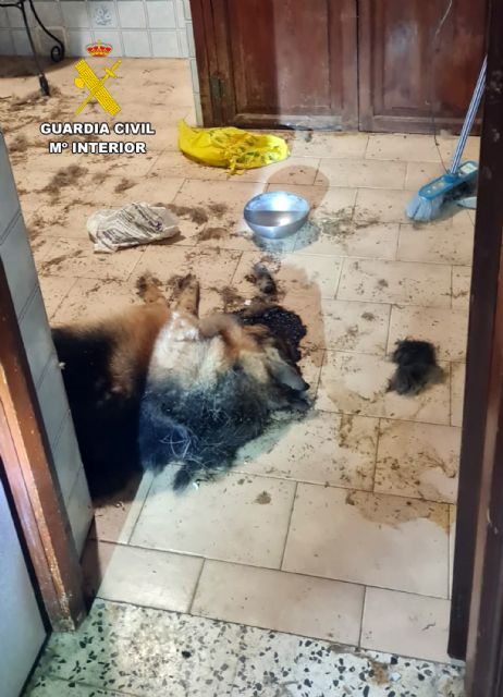 La Guardia Civil investiga a una vecina de Isla Plana por maltrato animal - 2, Foto 2