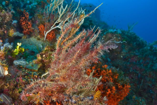 Las olas de calor marinas amenazan la supervivencia de una especie de coral clave para el ecosistema mediterráneo, así lo confirma un estudio de la UMU - 1, Foto 1