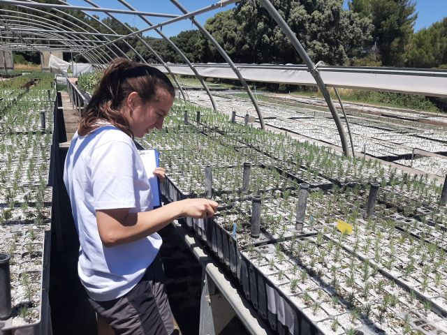 Medio Ambiente adaptará casi 250.000 hectáreas de pinos carrascos de la Región a los efectos del cambio climático - 2, Foto 2