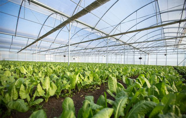 La Región de Murcia lidera la exportación nacional de lechuga - 2, Foto 2