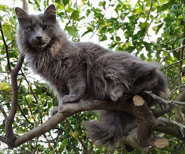 MaskoWe insiste en la importancia de la comida de calidad para la salud de perros y gatos - 1, Foto 1