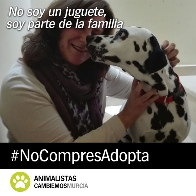 Cambiemos lanza la campaña ´No soy un juguete´ para fomentar la adopción de animales - 2, Foto 2