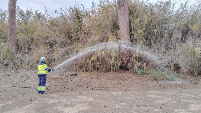 El Ayuntamiento aplica otro riego de emergencia y un tratamiento de endoterapia a los pinos centenarios de Churra - 1, Foto 1