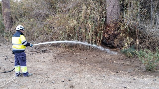 El Ayuntamiento aplica otro riego de emergencia y un tratamiento de endoterapia a los pinos centenarios de Churra - 2, Foto 2