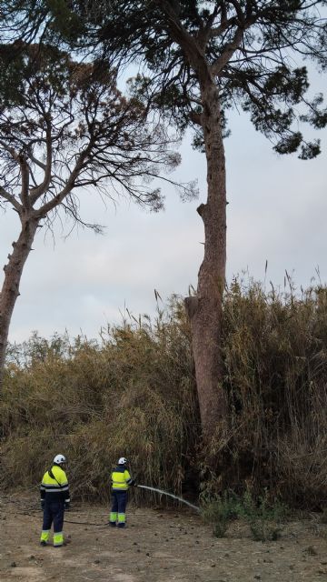 El Ayuntamiento aplica otro riego de emergencia y un tratamiento de endoterapia a los pinos centenarios de Churra - 3, Foto 3