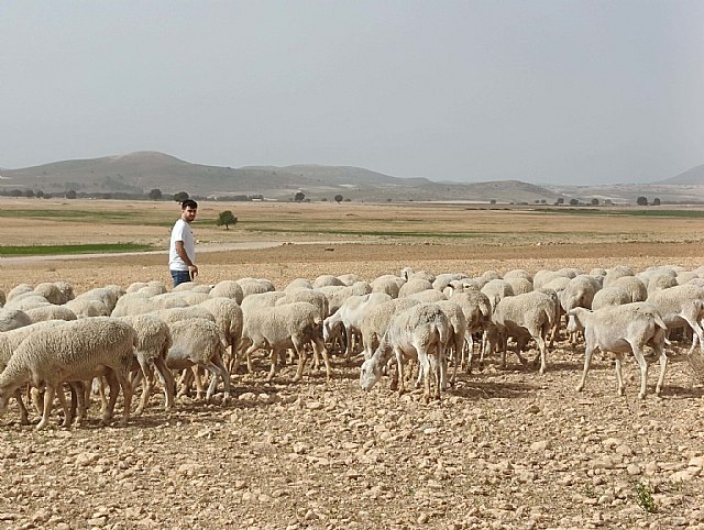 La Comunidad abona 4,8 millones de euros a más de 200 jóvenes agricultores de la Región de Murcia - 1, Foto 1