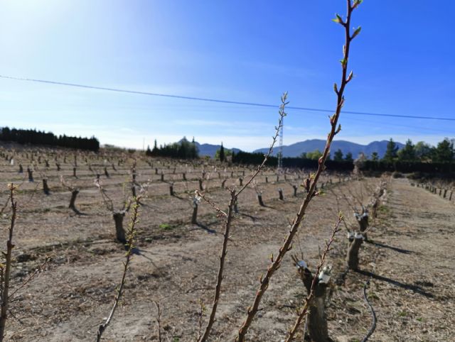 Rebajan los requisitos para el ´eco régimen´ de cubiertas vegetales de la Política Agraria Común - 1, Foto 1