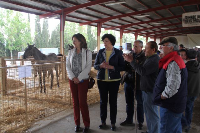 La Feria de Ganado Equino de Puerto Lumbreras reúne a más de 400 ejemplares de ganado - 3, Foto 3