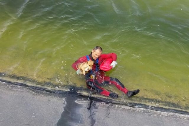 Bomberos del CEIS rescatan a un perro que había caído a una balsa de riego, en Alhama - 2, Foto 2