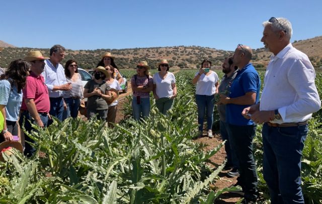 El Llano de Zafarraya, la única huerta de España donde brotan alcachofas en verano - 3, Foto 3