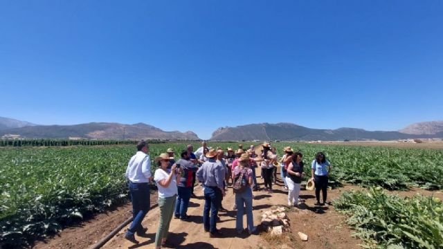 El Llano de Zafarraya, la única huerta de España donde brotan alcachofas en verano - 4, Foto 4