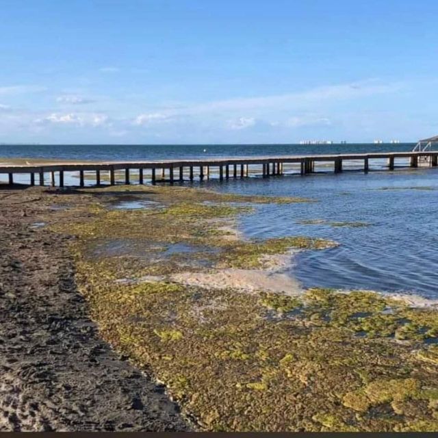 La Comunidad Autónoma tampoco retirará fangos en el Mar Menor este verano - 1, Foto 1