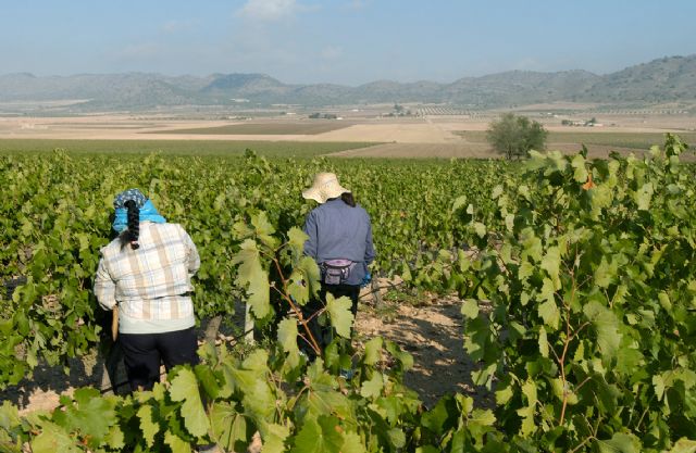 163 viticultores recibirán cerca de 1,2 millones de euros de ayudas para la cosecha en verde 163 viticultores recibirán cerca de 1,2 millones de euros de ayudas para la cosecha en verde
