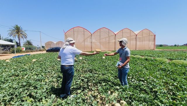 Proexport examina las innovaciones varietales en melón y sandía que presentan las principales casas de semillas europeas en la Región de Murcia Proexport examina las innovaciones varietales en melón y sandía que presentan las principales casas de semillas europeas en la Región de Murcia