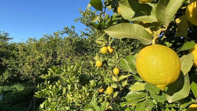 Asaja Murcia estima una reducción de cosecha del 30% en la próxima campaña de limón - 1, Foto 1