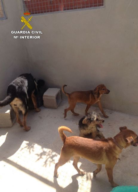 La Guardia Civil detiene a una vecina de Murcia por delito de maltrato animal - 2, Foto 2