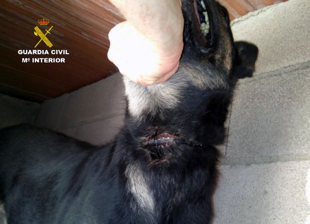 La Guardia Civil detiene a una vecina de Murcia por delito de maltrato animal - 3, Foto 3