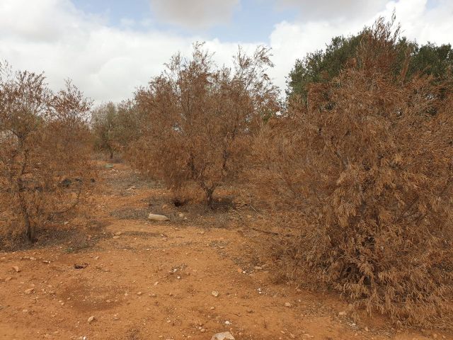 MC pide un riego de socorro para evitar el arranque de unos 200.000 almendros en la zona oeste del municipio - 2, Foto 2