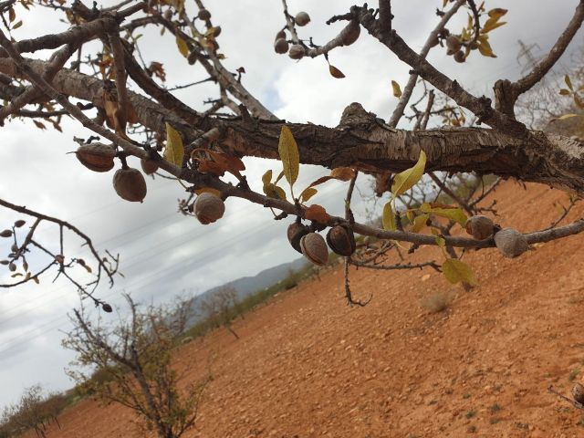 MC pide un riego de socorro para evitar el arranque de unos 200.000 almendros en la zona oeste del municipio - 3, Foto 3