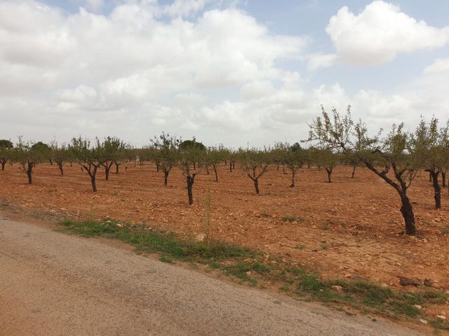 MC pide un riego de socorro para evitar el arranque de unos 200.000 almendros en la zona oeste del municipio - 4, Foto 4