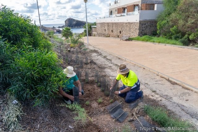 El Ayuntamiento de Cartagena reforesta con 700 plantas autóctonas la rambla de Cala Flores en Cabo de Palos - 1, Foto 1