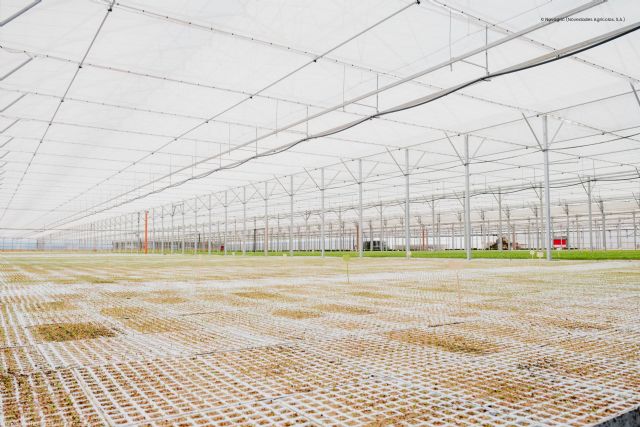 Un semillero mejora la calidad de vida de sus plantas y sus trabajadores gracias a sus nuevas instalaciones - 1, Foto 1