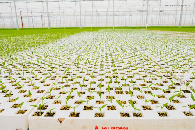 Un semillero mejora la calidad de vida de sus plantas y sus trabajadores gracias a sus nuevas instalaciones - 3, Foto 3