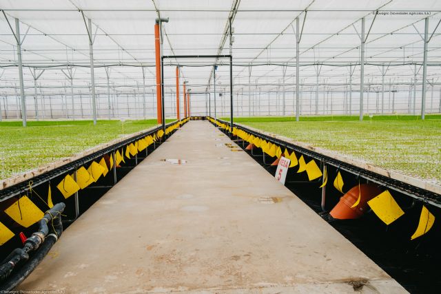 Un semillero mejora la calidad de vida de sus plantas y sus trabajadores gracias a sus nuevas instalaciones - 4, Foto 4