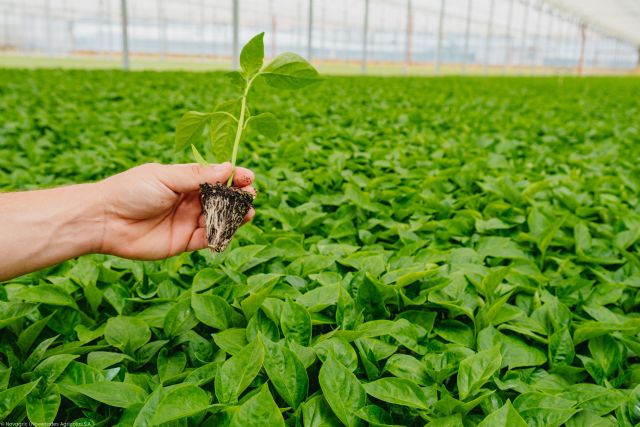 Un semillero mejora la calidad de vida de sus plantas y sus trabajadores gracias a sus nuevas instalaciones - 5, Foto 5