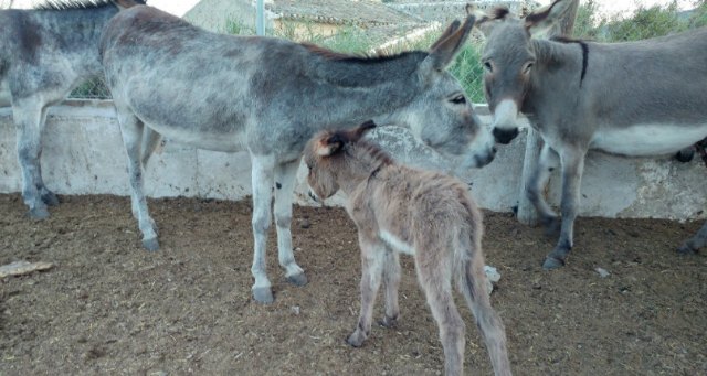 Una vecina de Lorca lanza campaña de crowdfunding para proteger a 117 burros en su nuevo refugio - 1, Foto 1