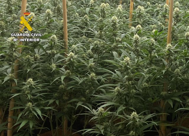 La Guardia Civil desmantela en Balsicas un grupo delictivo dedicado al cultivo ilícito de marihuana - 1, Foto 1