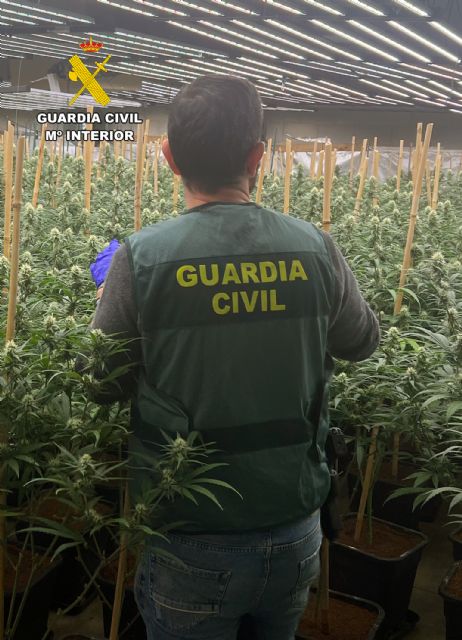 La Guardia Civil desmantela en Balsicas un grupo delictivo dedicado al cultivo ilícito de marihuana - 2, Foto 2