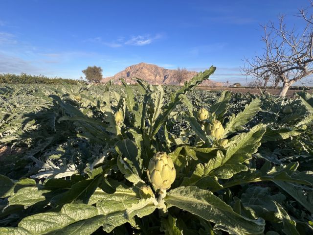 Comer de caliente en la Vega Baja: planes de invierno llenos de sabor, tradición y productos de temporada - 2, Foto 2