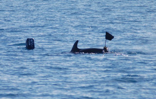 Primeros resultados del proyecto de evaluación de las interacciones de delfín mular con artes de pesca artesanales de ANSE - 1, Foto 1