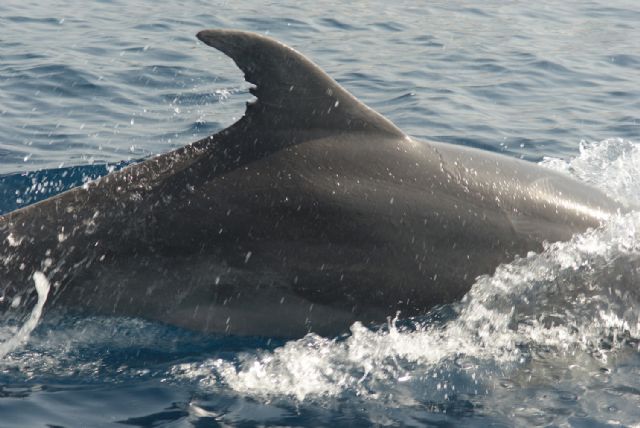 Primeros resultados del proyecto de evaluación de las interacciones de delfín mular con artes de pesca artesanales de ANSE - 3, Foto 3