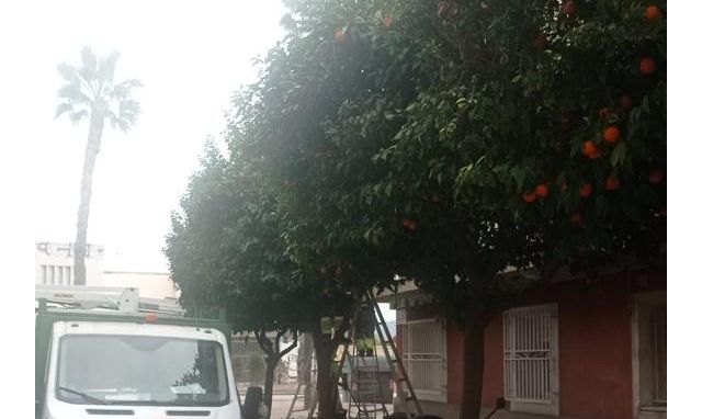 Parques y Jardines retira cerca de 600 toneladas de naranjas durante los trabajos de poda de estos árboles en el casco urbano y pedanías - 1, Foto 1