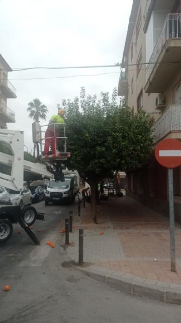 Parques y Jardines retira cerca de 600 toneladas de naranjas durante los trabajos de poda de estos árboles en el casco urbano y pedanías - 2, Foto 2