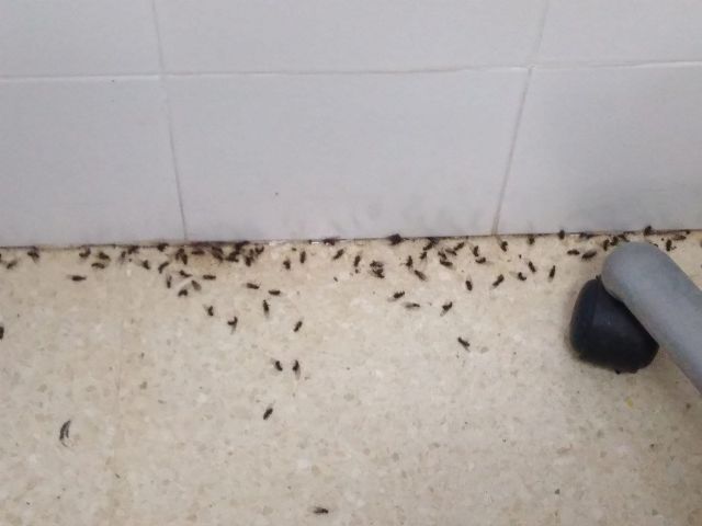 MC: Humedades, insalubridad, malos olores, insectos: el Gobierno condena a Alumbres a un consultorio del tercer mundo - 2, Foto 2