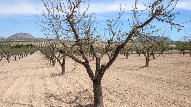 Los productores de frutos secos regionales alertan de la nefasta situación del sector por la sequía extrema - 1, Foto 1