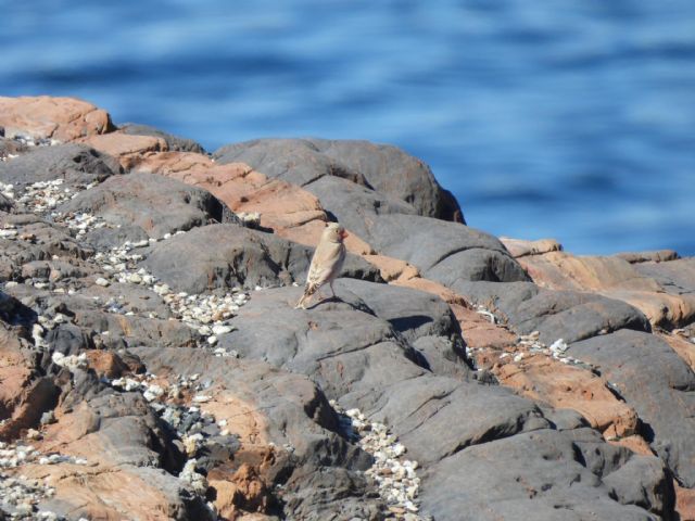 La Comunidad concluye un estudio sobre la ZEPA Almenara, Moreras y Cabo Cope que identifica 83 especies de aves La Comunidad concluye un estudio sobre la ZEPA Almenara, Moreras y Cabo Cope que identifica 83 especies de aves