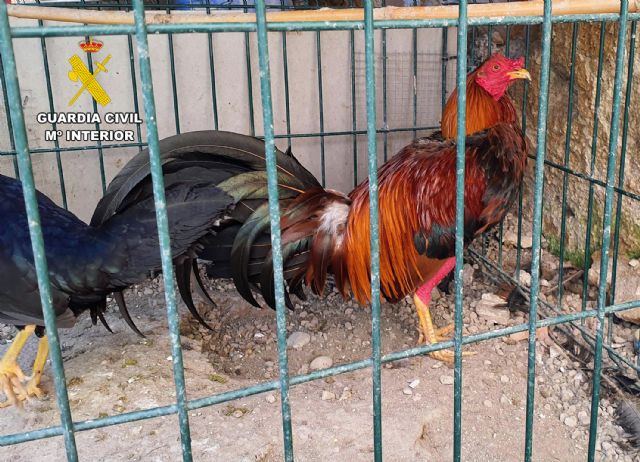 La Guardia Civil investiga en Cieza a dos personas por la mutilación de gallos de pelea La Guardia Civil investiga en Cieza a dos personas por la mutilación de gallos de pelea