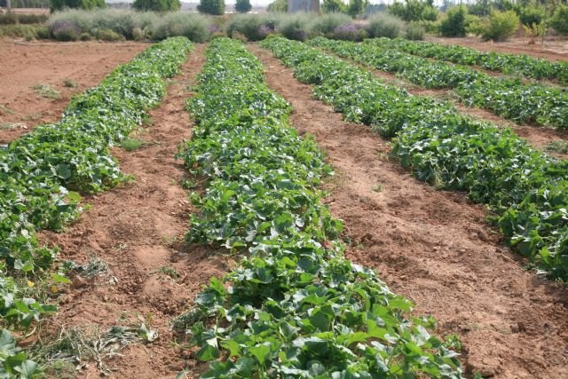 El IMIDA comprueba que los enemigos naturales autóctonos realizan un control de plagas eficiente en los cultivos de melón - 2, Foto 2