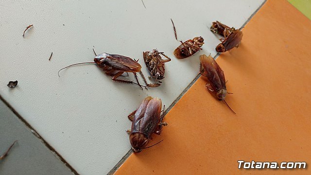 / Fumigar cucarachas, una para la casa de posibles enfermedades murcia.com