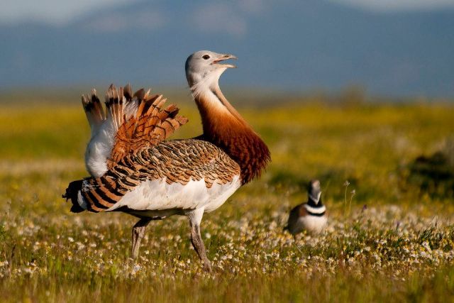 Denuncian 47ha de regadío ilegal que afectan a especies protegidas en Mazarrón - 4, Foto 4