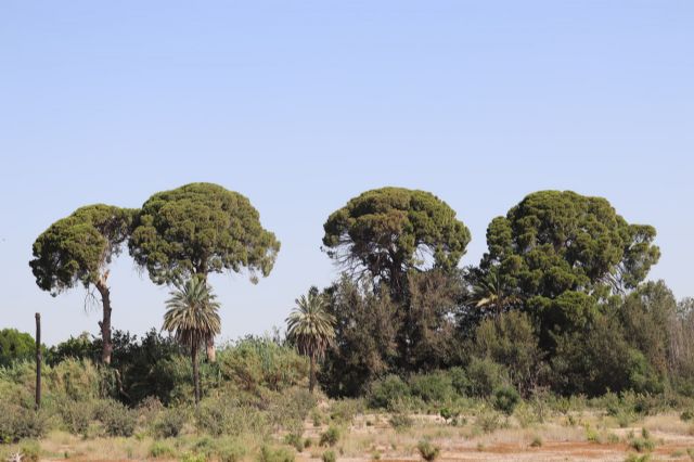 Huermur denuncia el martirio de los pinos centenarios de Churra en la huerta de Murcia - 2, Foto 2