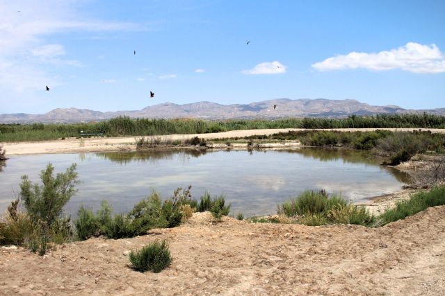 La CHS contribuye al récord de 13 polladas de cerceta pardilla en las Lagunas de La Raja La CHS contribuye al récord de 13 polladas de cerceta pardilla en las Lagunas de La Raja
