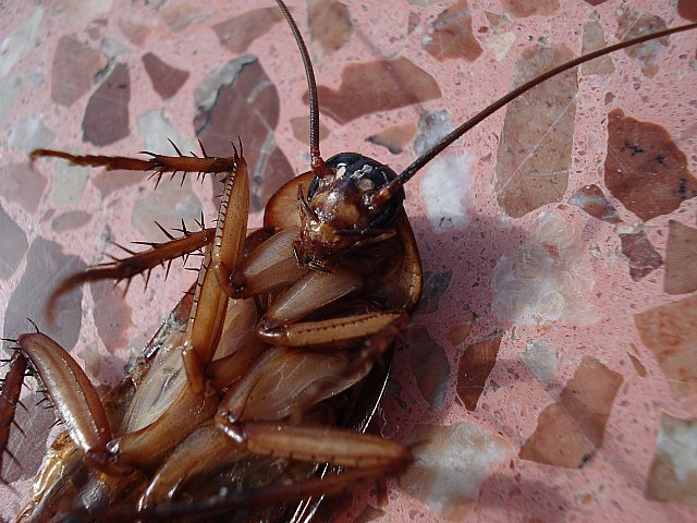 Bioprotec pone el foco en el aumento de plagas en Málaga este otoño - 1, Foto 1