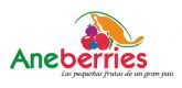 Aneberries contina trabajando y operando para ofrecer las berries de Mxico a los consumidores