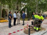 Murcia gana un nuevo corredor verde en la calle Burruezo con la sustitución de bolardos por arbolado urbano Murcia gana un nuevo corredor verde en la calle Burruezo con la sustitución de bolardos por arbolado urbano