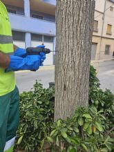 Medio Ambiente implementa un tratamiento de endoterapia vegetal para galeruca del olmo